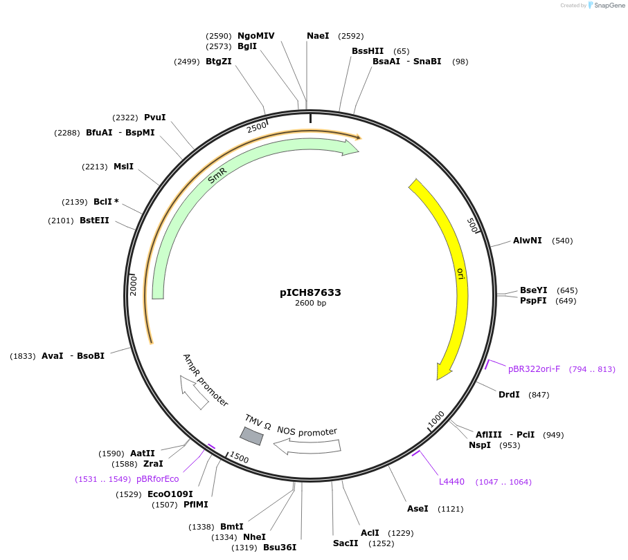 50271-plasmid-map-sequence-id-497542