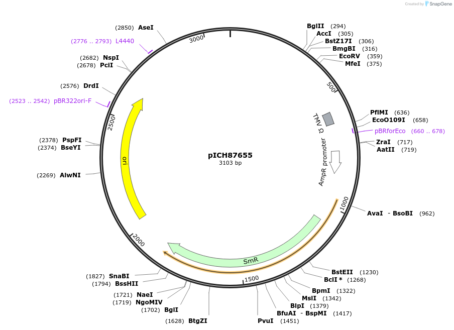 50279-plasmid-map-sequence-id-497543