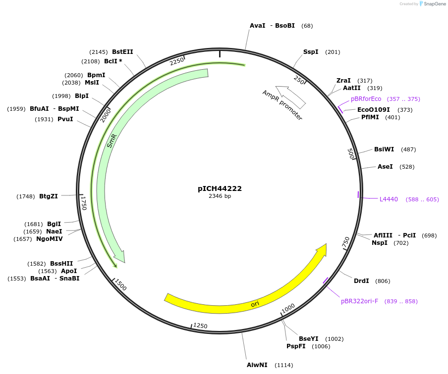 50287-plasmid-map-sequence-id-497544