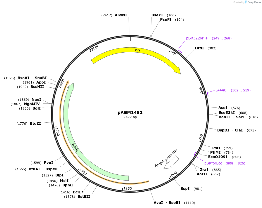 50295-plasmid-map-sequence-id-497545
