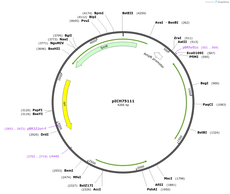 50327-plasmid-map-sequence-id-497546