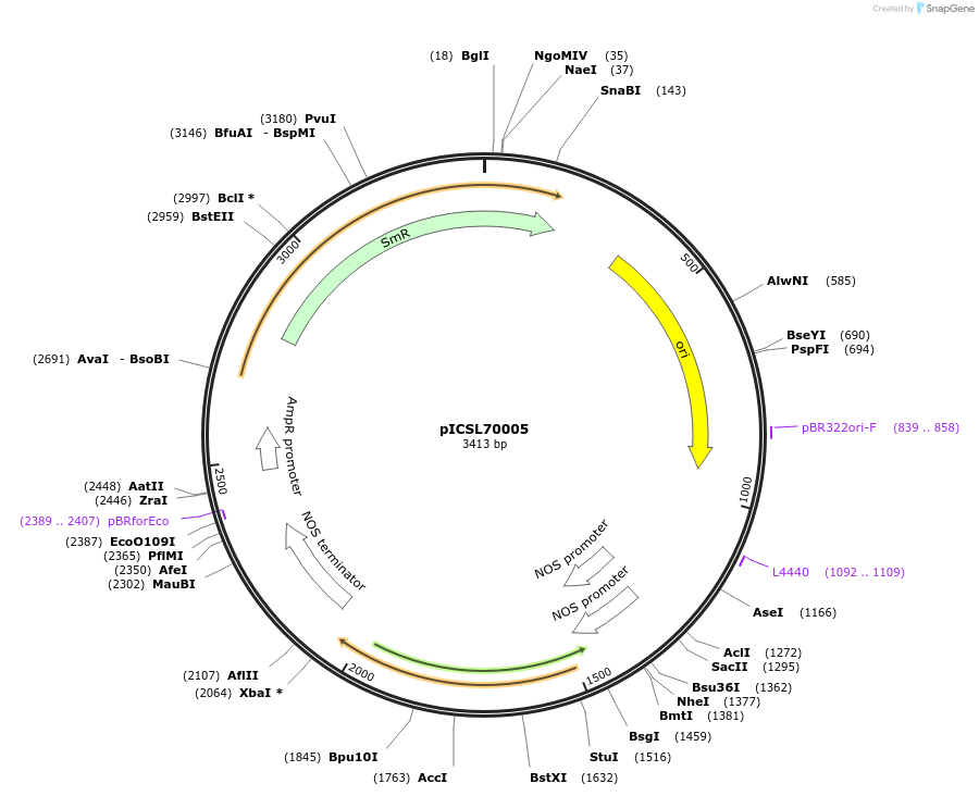50335-plasmid-map-sequence-id-497547
