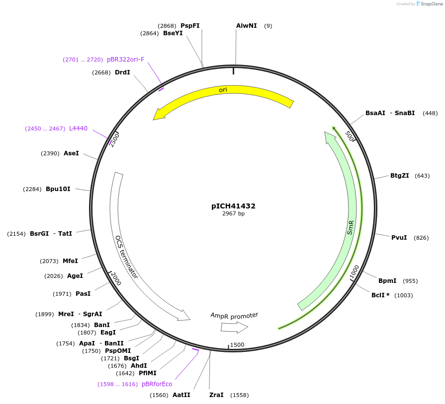 50343-plasmid-map-sequence-id-497548