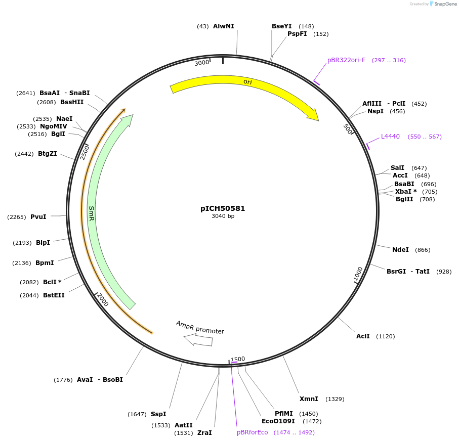50256-plasmid-map-sequence-id-497549