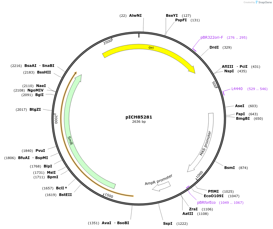 50272-plasmid-map-sequence-id-497550