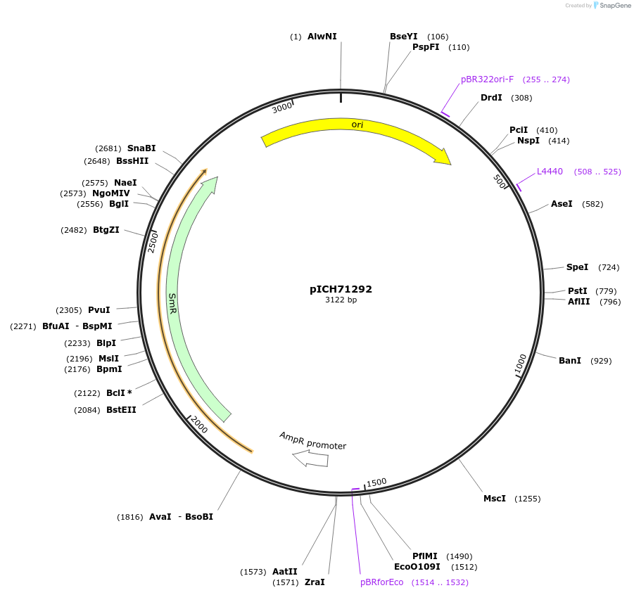 50280-plasmid-map-sequence-id-497551
