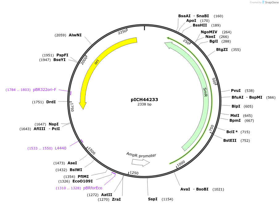 50288-plasmid-map-sequence-id-497552
