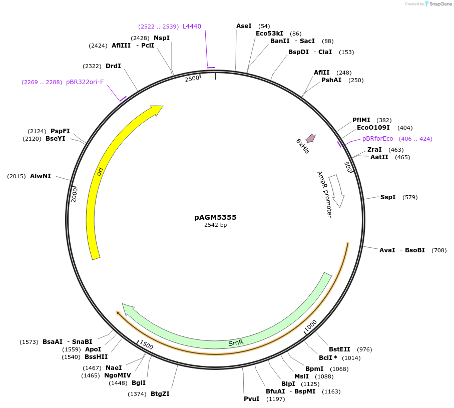 50296-plasmid-map-sequence-id-497553