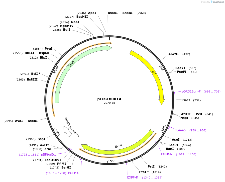 50320-plasmid-map-sequence-id-497554