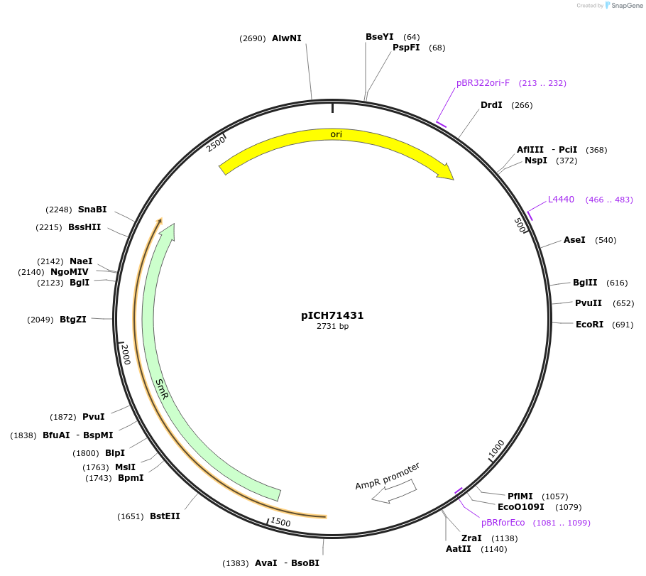 50344-plasmid-map-sequence-id-497555