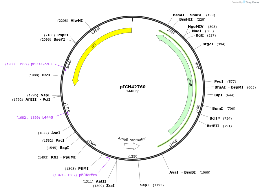 50257-plasmid-map-sequence-id-497556