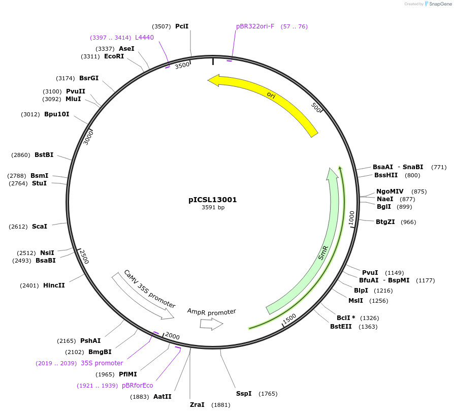 50265-plasmid-map-sequence-id-497557