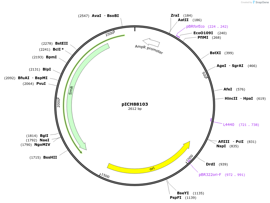 50273-plasmid-map-sequence-id-497558