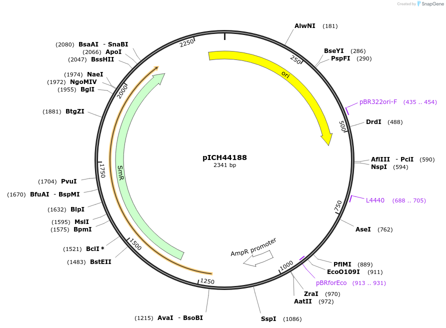 50289-plasmid-map-sequence-id-497560