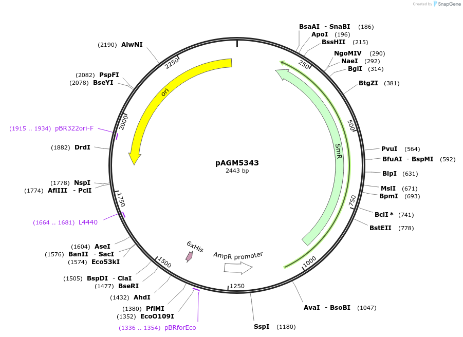 50297-plasmid-map-sequence-id-497561