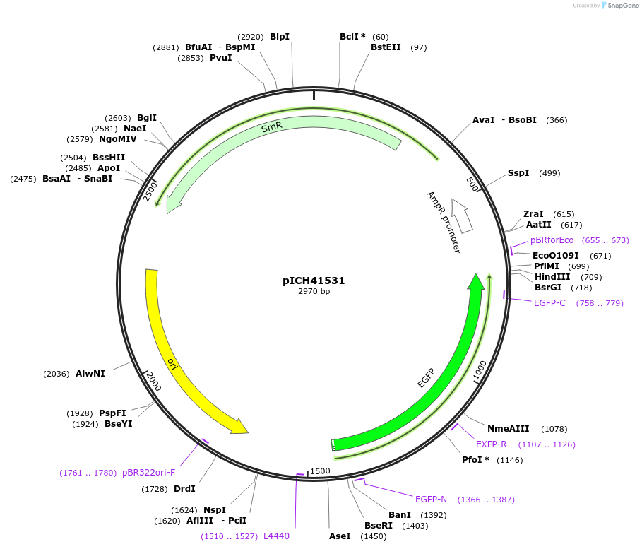 50321-plasmid-map-sequence-id-497562