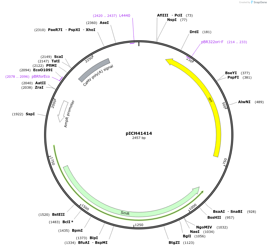 50337-plasmid-map-sequence-id-497563