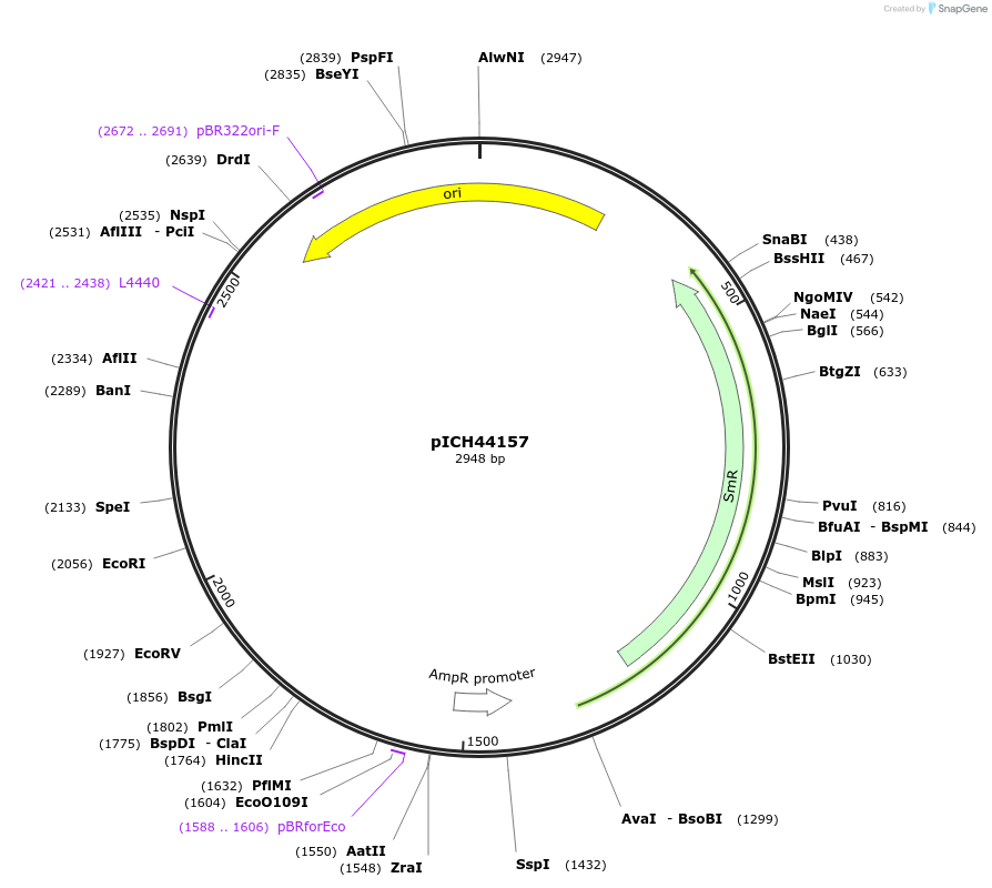50258-plasmid-map-sequence-id-497564