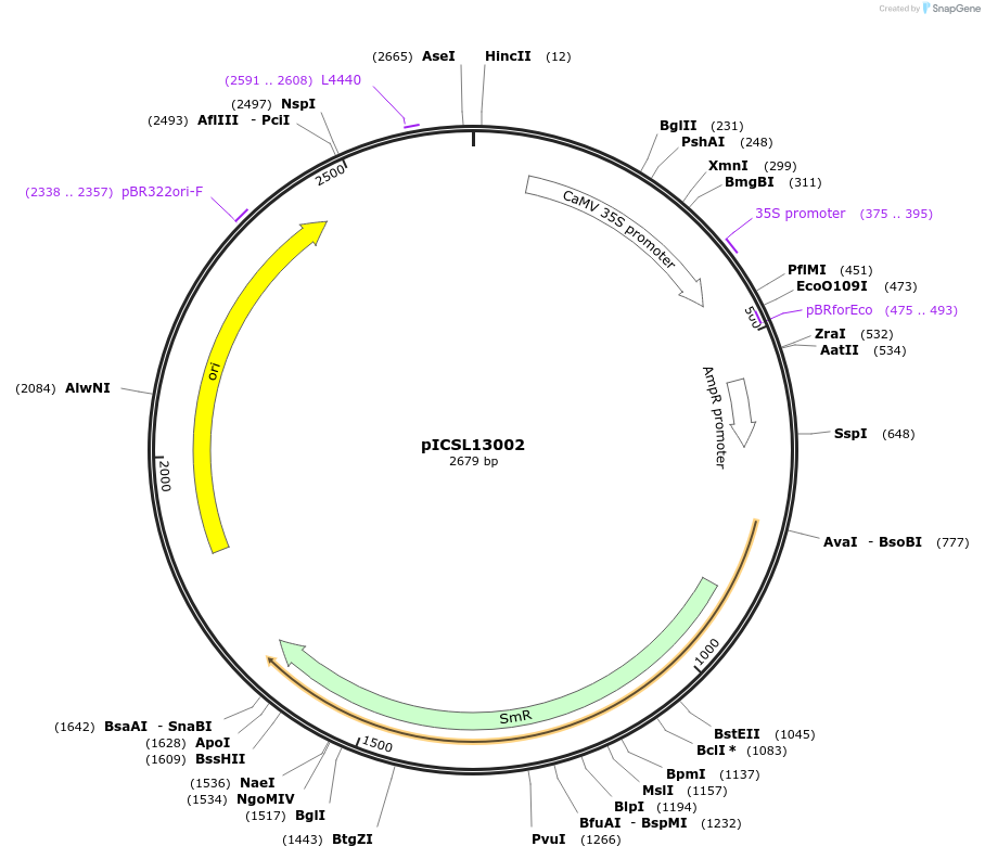 50266-plasmid-map-sequence-id-497565