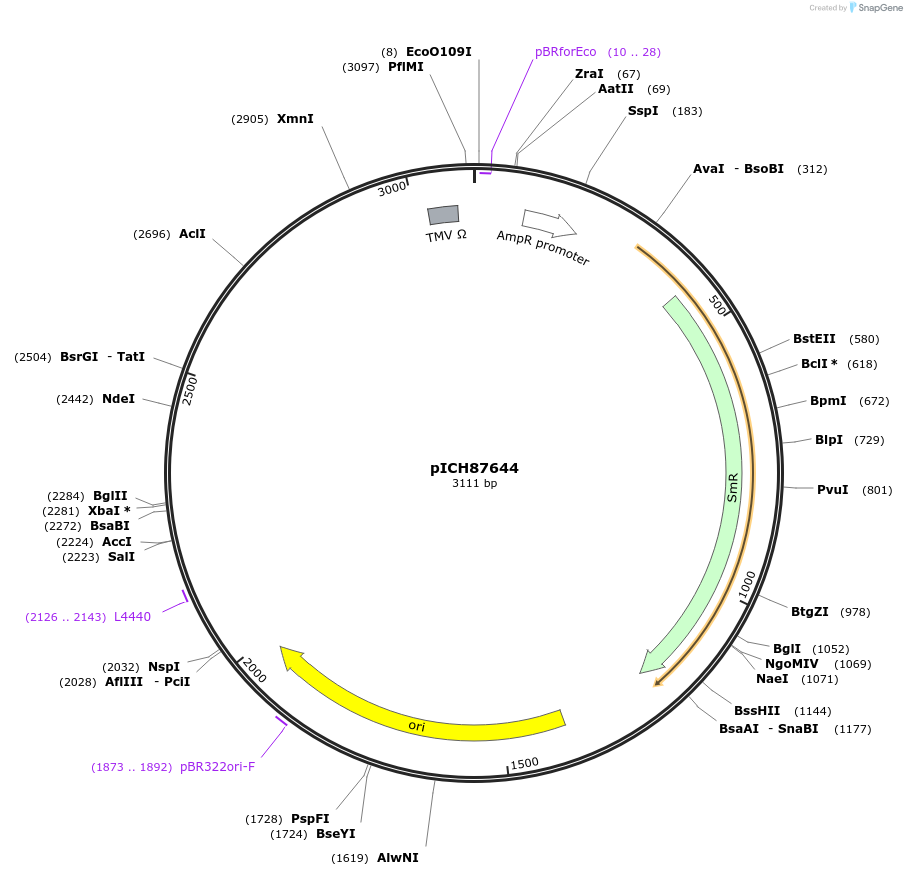 50274-plasmid-map-sequence-id-497566