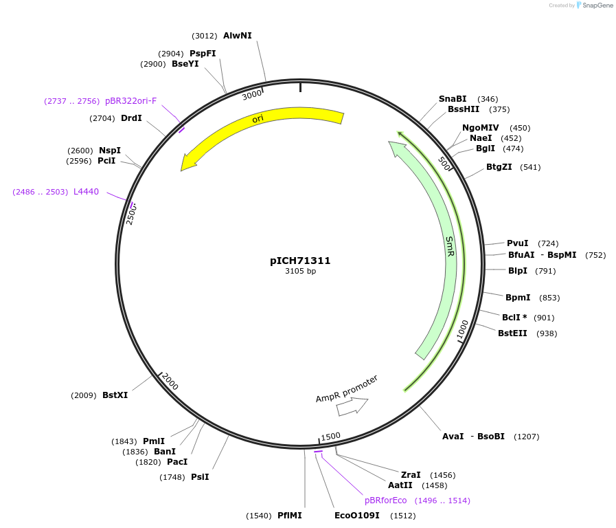50282-plasmid-map-sequence-id-497567