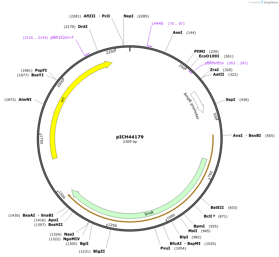 50290-plasmid-map-sequence-id-497568