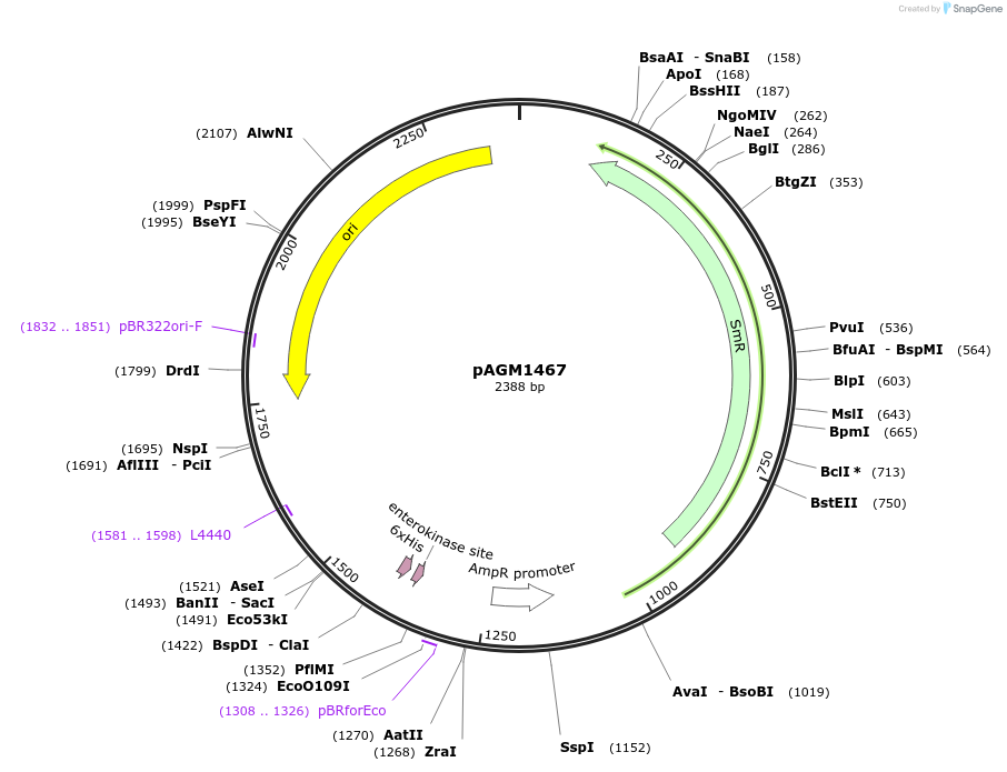 50298-plasmid-map-sequence-id-497569