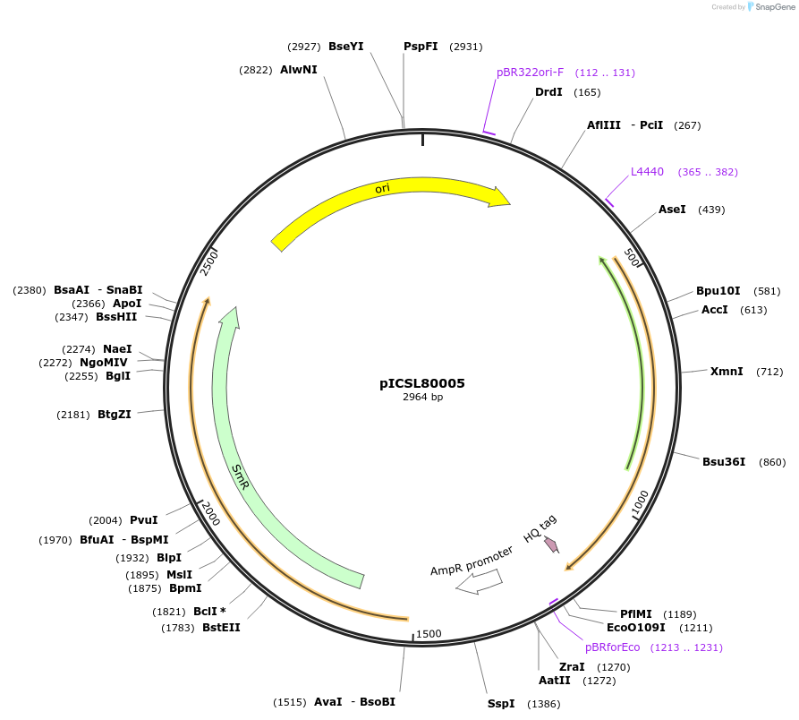 50322-plasmid-map-sequence-id-497570