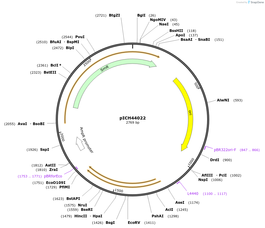 50330-plasmid-map-sequence-id-497571