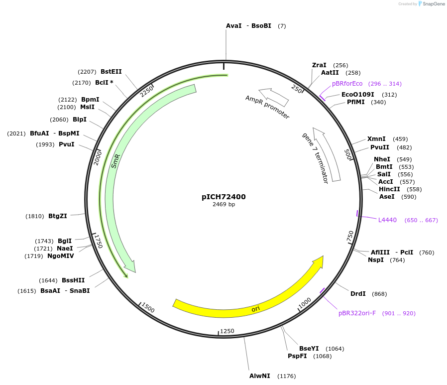 50338-plasmid-map-sequence-id-497572