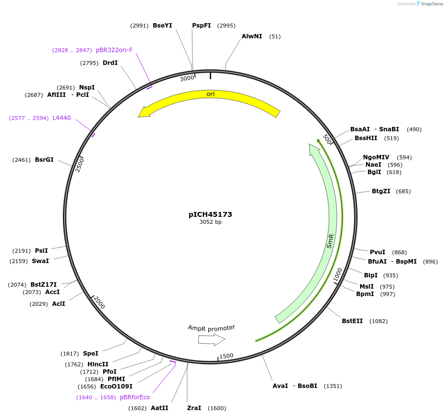50259-plasmid-map-sequence-id-497573