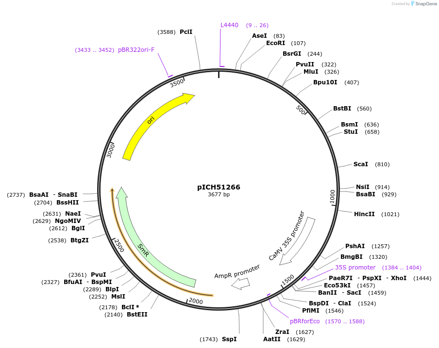 50267-plasmid-map-sequence-id-497574