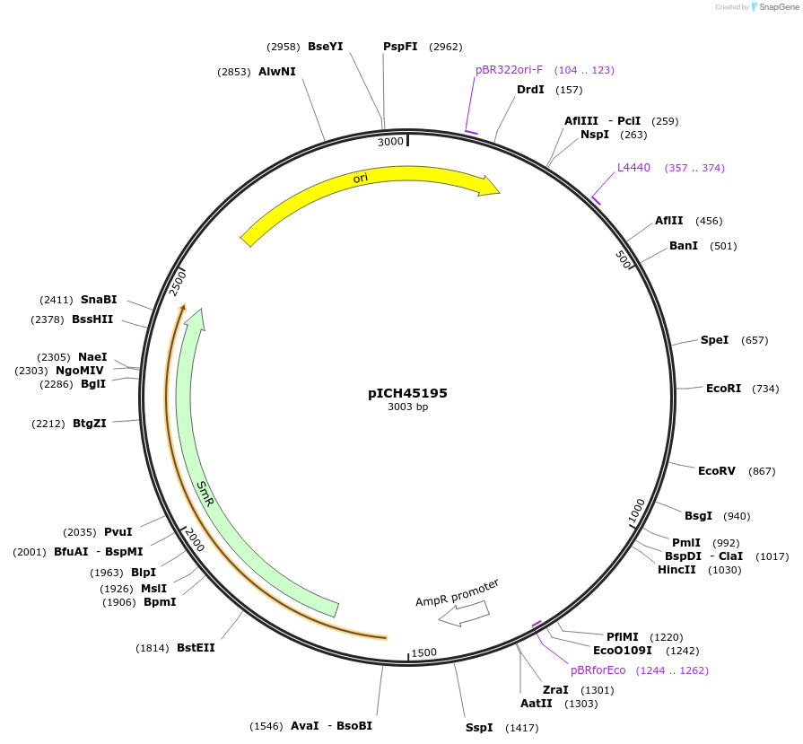 50275-plasmid-map-sequence-id-497575