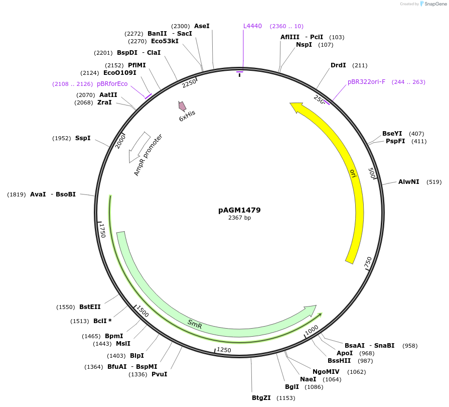 50291-plasmid-map-sequence-id-497576