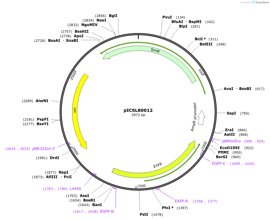 50331-plasmid-map-sequence-id-497577