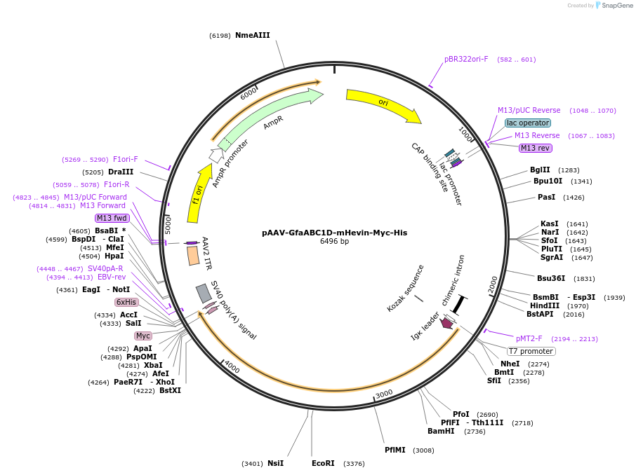 249178-plasmid-map-sequence-id-497579