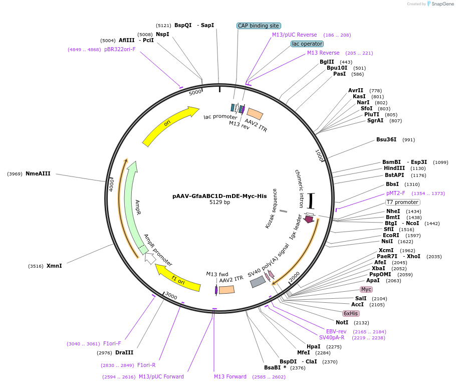 249180-plasmid-map-sequence-id-497692