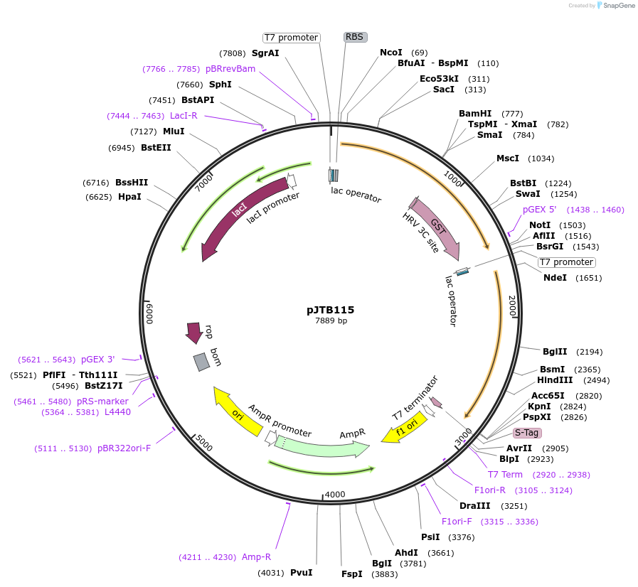 248909-plasmid-map-sequence-id-497710