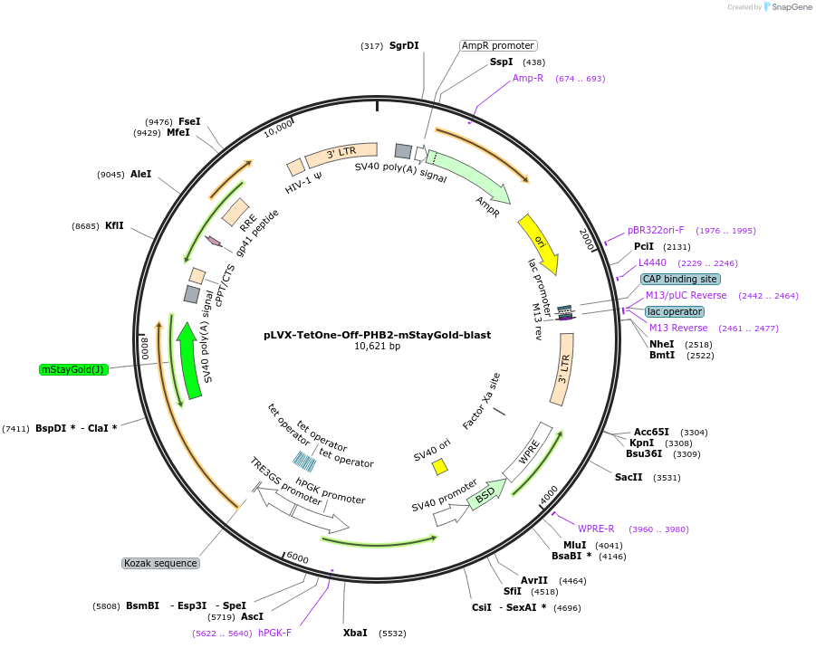 249603-plasmid-map-sequence-id-497715