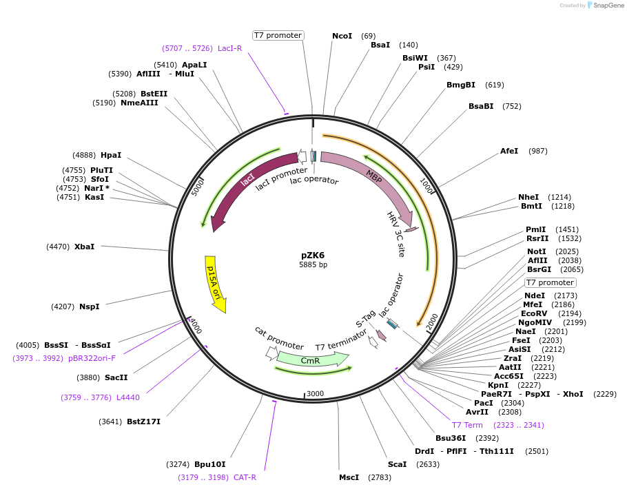 248911-plasmid-map-sequence-id-497717