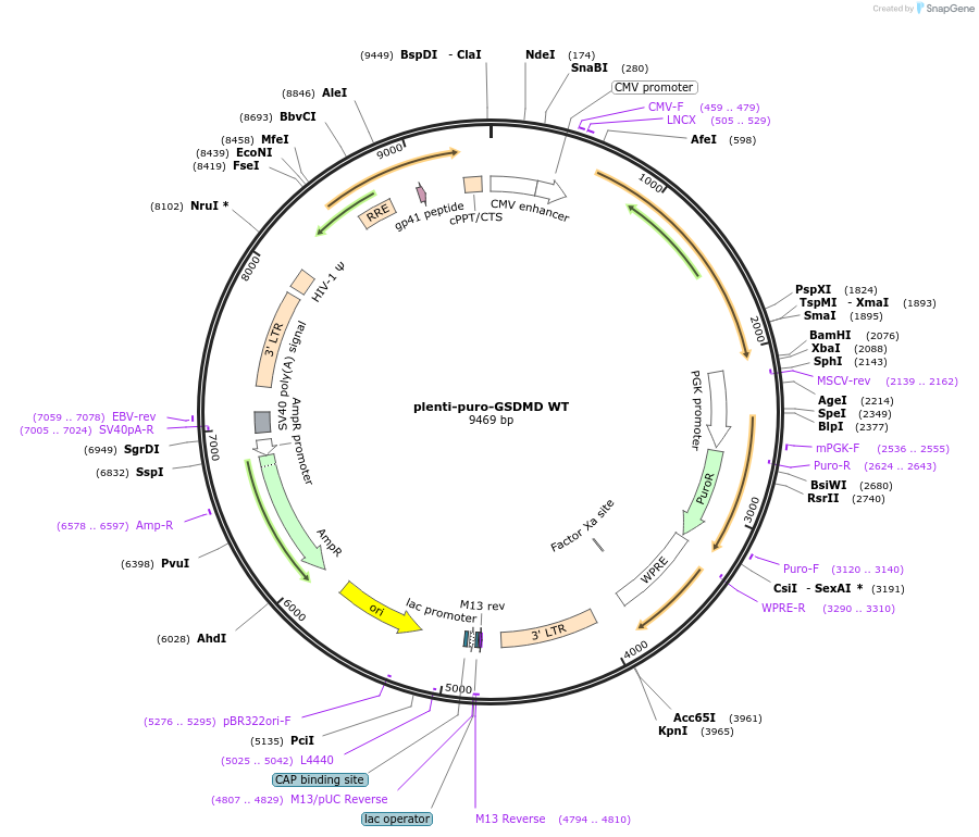 249728-plasmid-map-sequence-id-497719