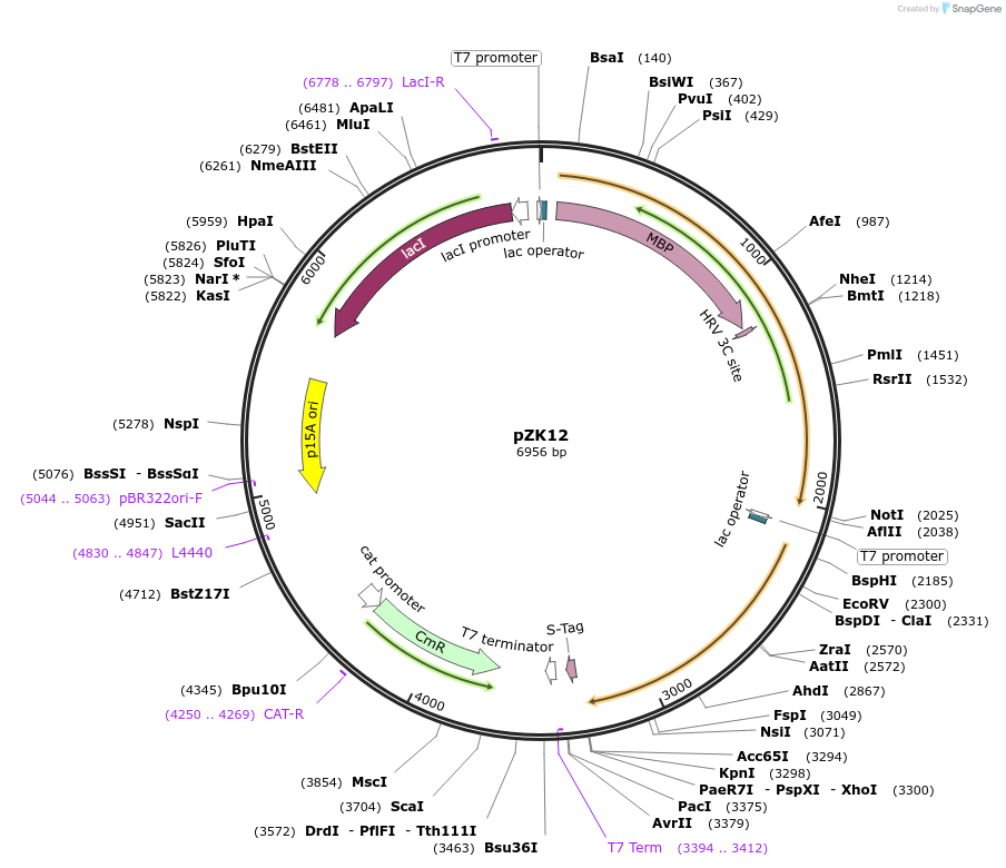 248912-plasmid-map-sequence-id-497720