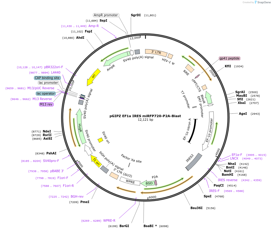 248029-plasmid-map-sequence-id-497722