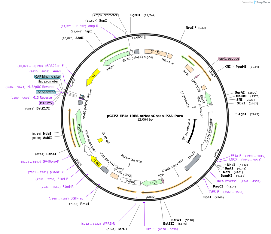 248030-plasmid-map-sequence-id-497723