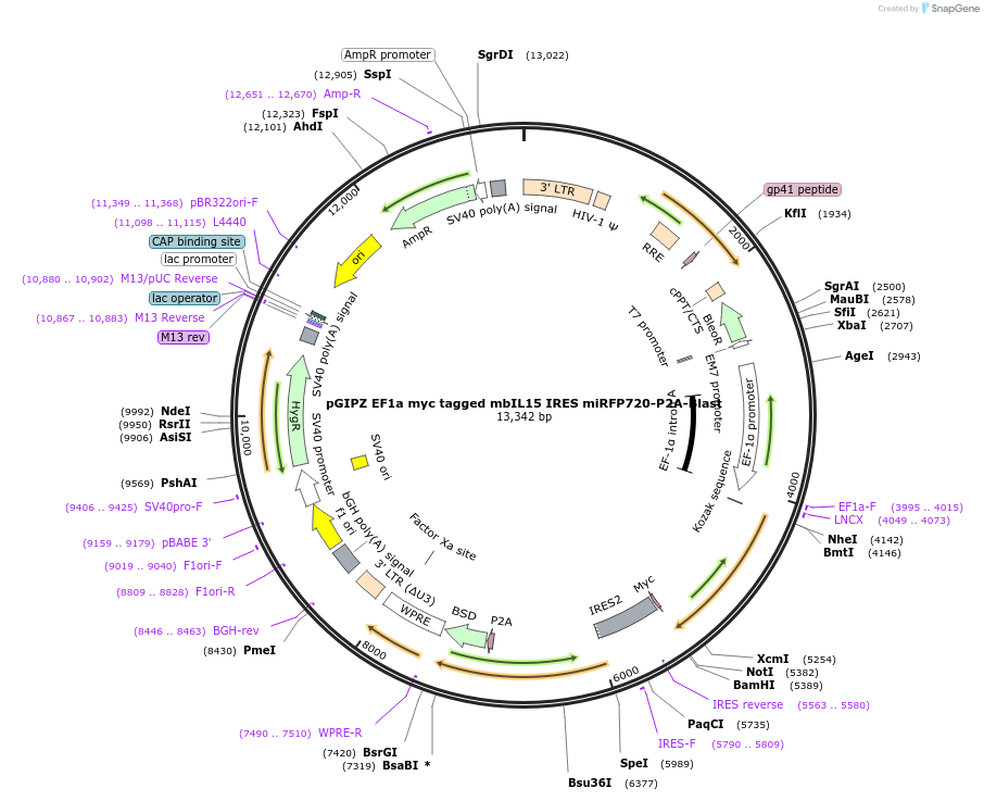 248032-plasmid-map-sequence-id-497725