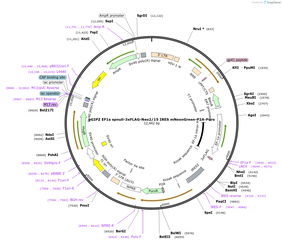 248033-plasmid-map-sequence-id-497727