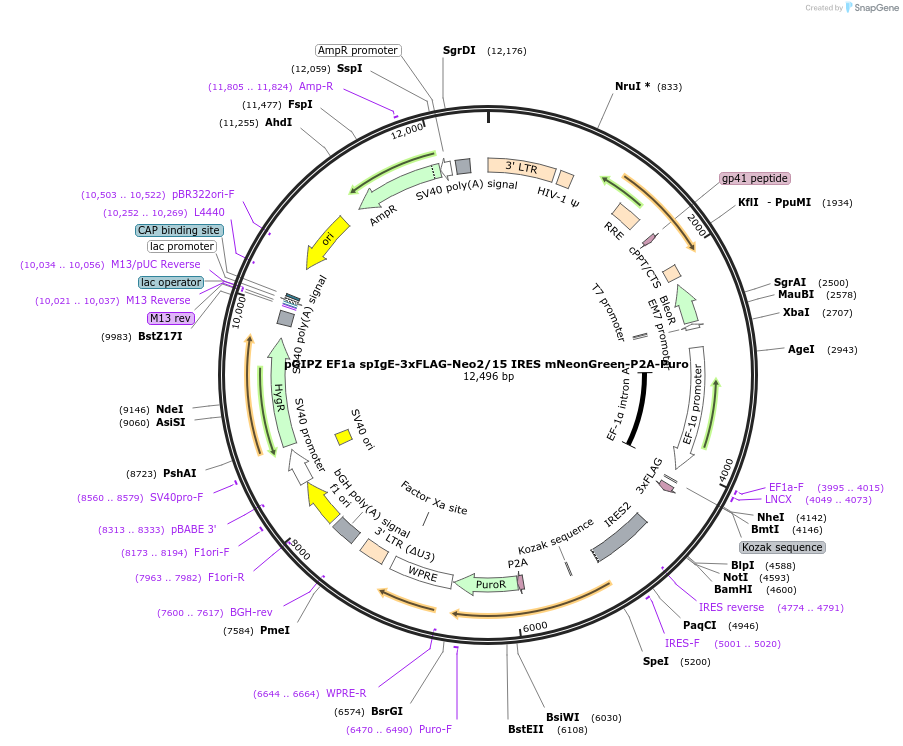 248034-plasmid-map-sequence-id-497728