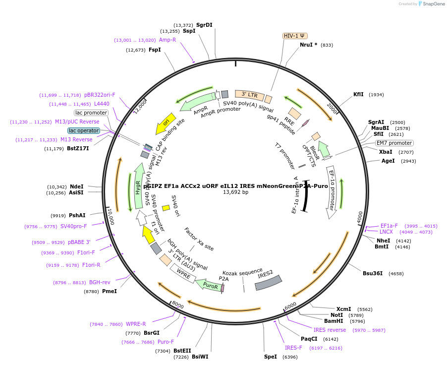 248035-plasmid-map-sequence-id-497729