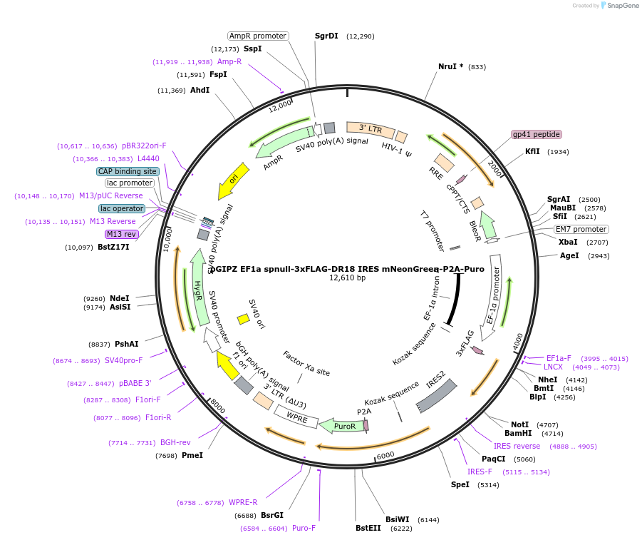 248037-plasmid-map-sequence-id-497732
