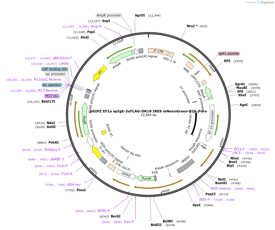 248038-plasmid-map-sequence-id-497733